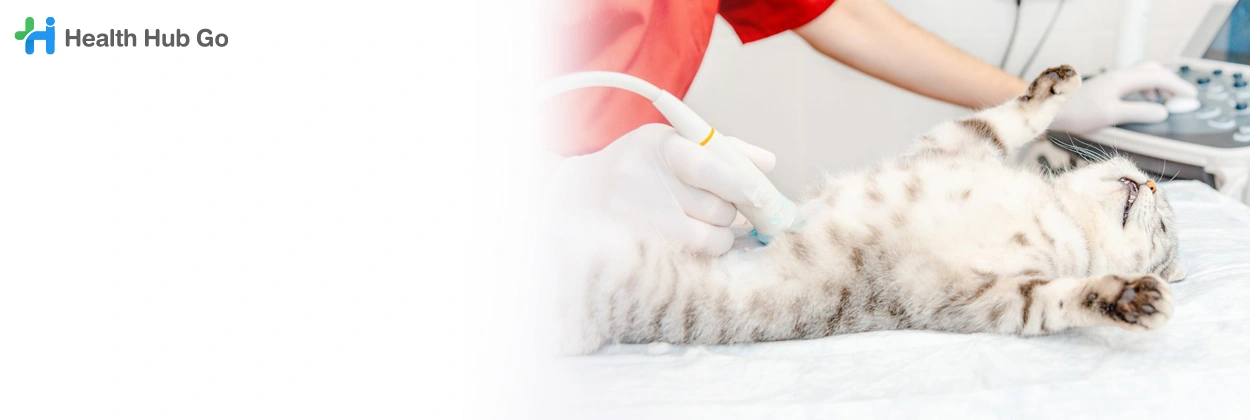 นวดสัตว์ด้วยคลื่นอัลตร้าซาวนด์