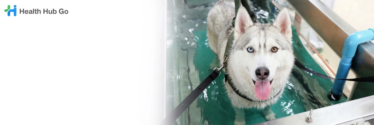 บำบัดสัตว์ด้วยการเดินสายพานใต้น้ำ