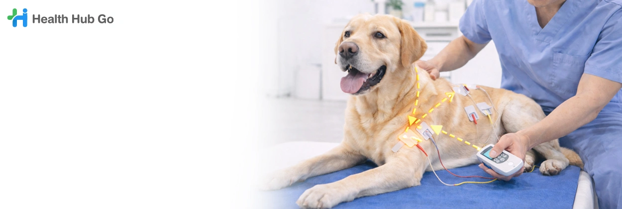 บำบัดสัตว์ด้วยไฟฟ้า