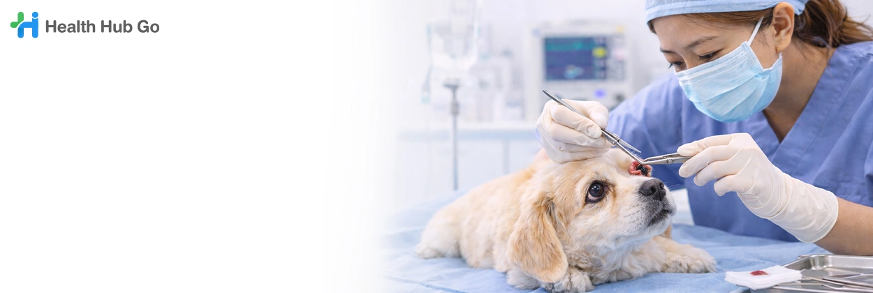 รักษาเชอรี่อายในสัตว์