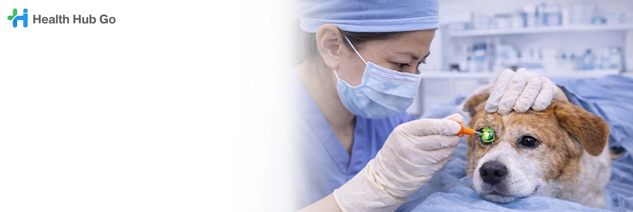 รักษาแผลกระจกตาในสัตว์