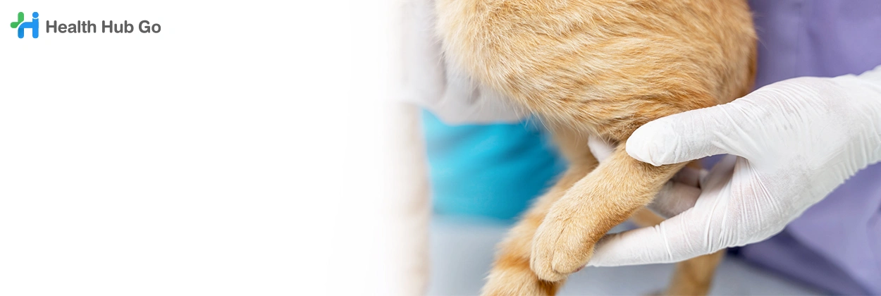 รักษาโรคกระดูกและข้อในสัตว์