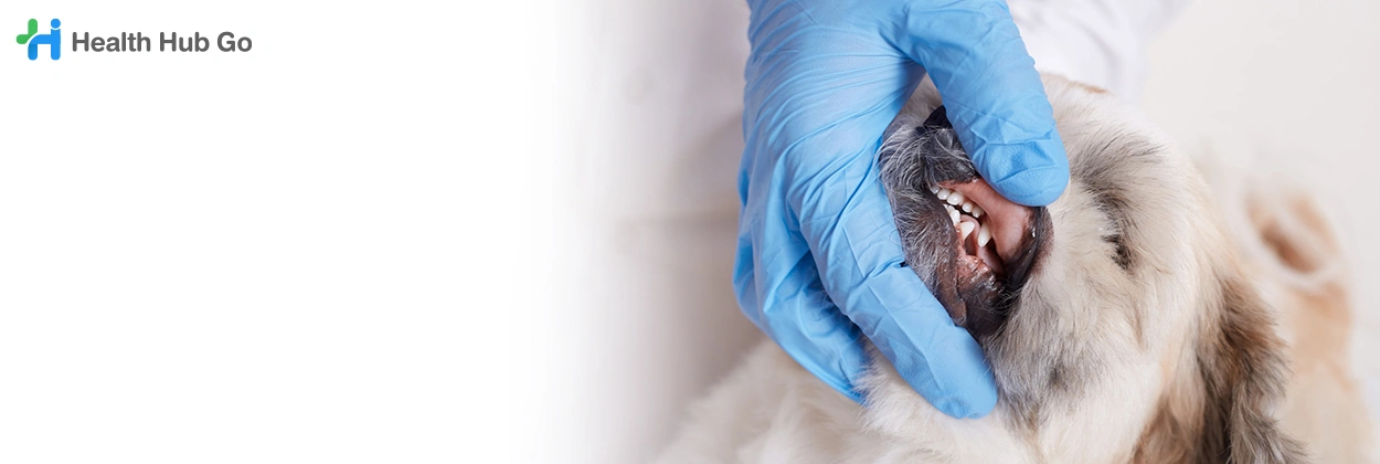 รักษาโรคเหงือกอักเสบในสัตว์