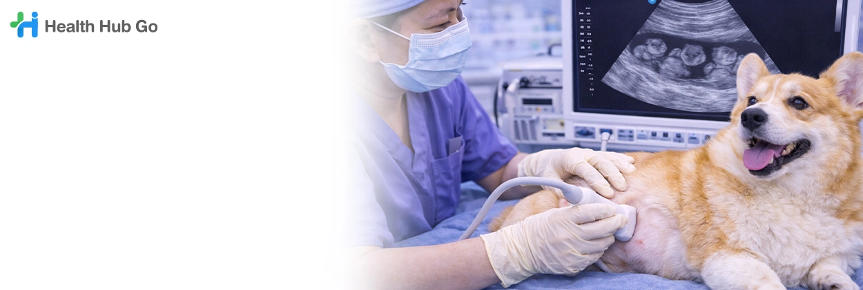 อัลตร้าซาวด์สัตว์