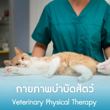กายภาพบำบัดสัตว์