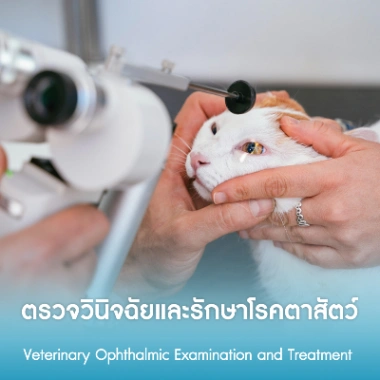 ตรวจวินิจฉัยและรักษาโรคตาสัตว์