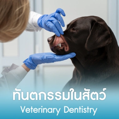 ทันตกรรมในสัตว์