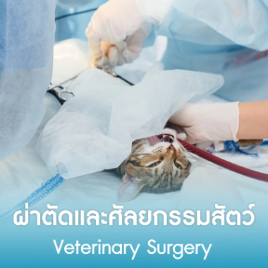 ผ่าตัดและศัลยกรรมสัตว์