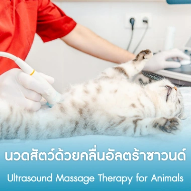 นวดสัตว์ด้วยคลื่นอัลตร้าซาวนด์
