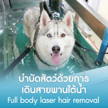 บำบัดสัตว์ด้วยการเดินสายพานใต้น้ำ