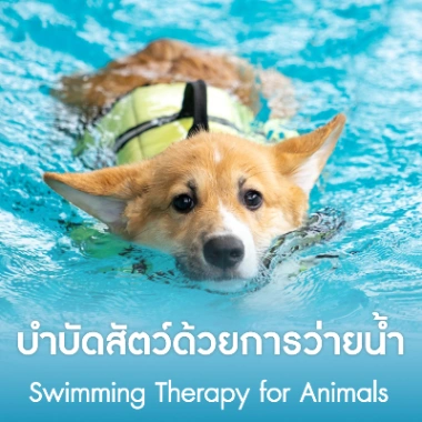 บำบัดสัตว์ด้วยการว่ายน้ำ