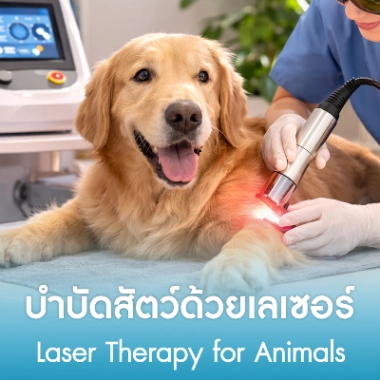 บำบัดสัตว์ด้วยเลเซอร์