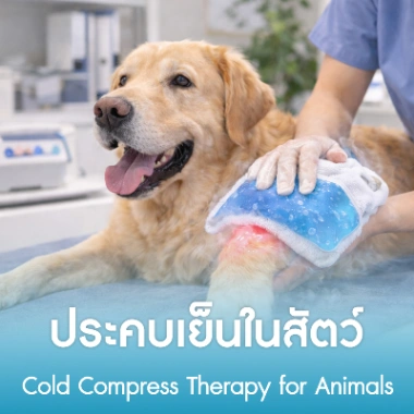ประคบเย็นในสัตว์