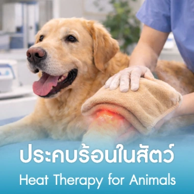 ประคบร้อนในสัตว์