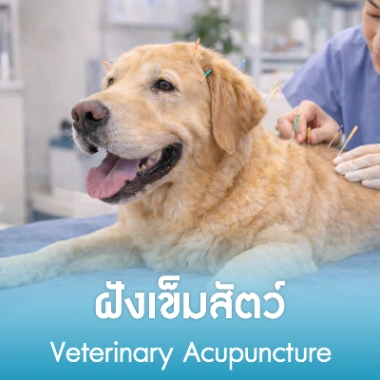 ฝังเข็มสัตว์