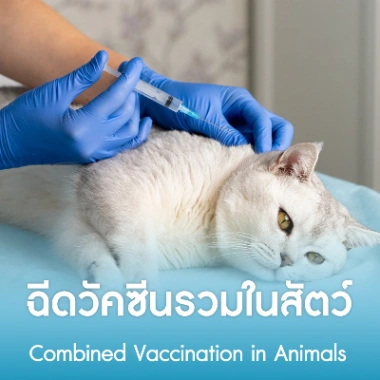 ฉีดวัคซีนรวมในสัตว์