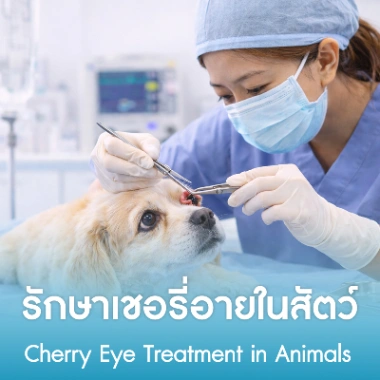 รักษาเชอรี่อายในสัตว์
