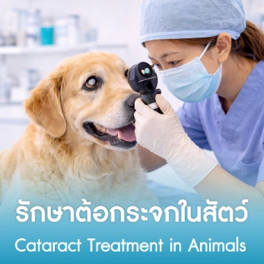 รักษาต้อกระจกในสัตว์