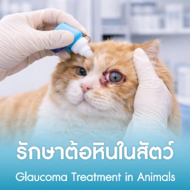 รักษาต้อหินในสัตว์