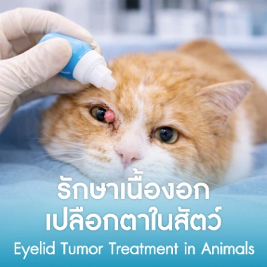 รักษาเนื้องอกเปลือกตาในสัตว์
