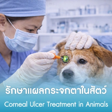 รักษาแผลกระจกตาในสัตว์