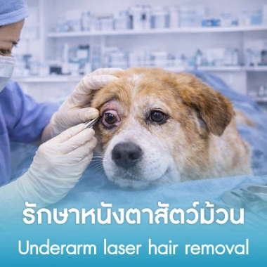 รักษาหนังตาสัตว์ม้วน