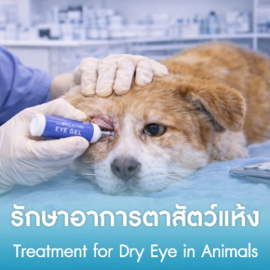 รักษาอาการตาสัตว์แห้ง