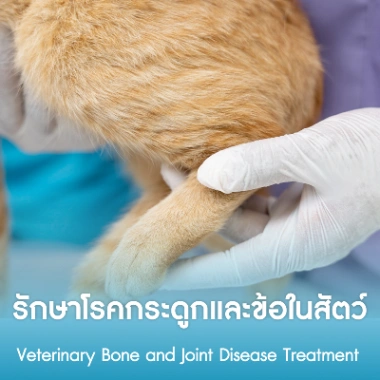 รักษาโรคกระดูกและข้อในสัตว์