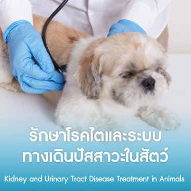 รักษาโรคไตและระบบทางเดินปัสสาวะในสัตว์