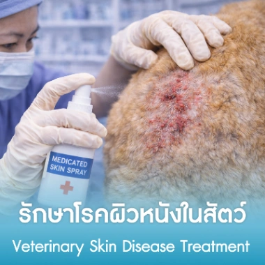 รักษาโรคผิวหนังในสัตว์