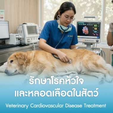 รักษาโรคหัวใจและหลอดเลือดในสัตว์