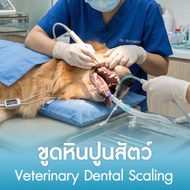 ขูดหินปูนสัตว์