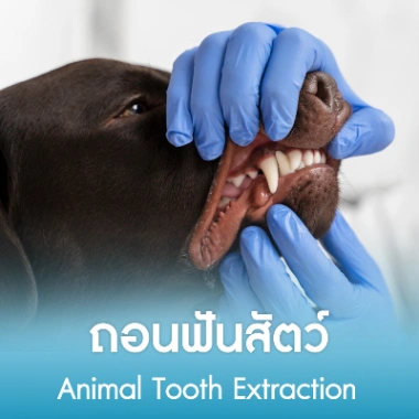 ถอนฟันสัตว์