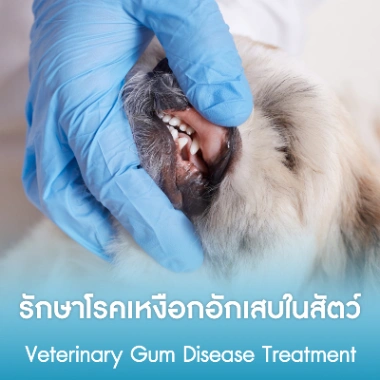 รักษาโรคเหงือกอักเสบในสัตว์
