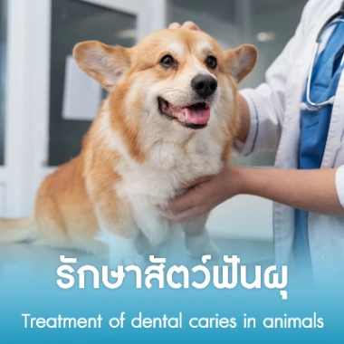 รักษาสัตว์ฟันผุ