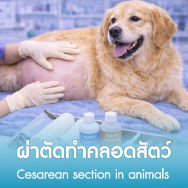 ผ่าตัดทำคลอดสัตว์