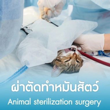 ผ่าตัดทำหมันสัตว์