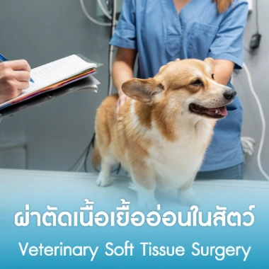 ผ่าตัดเนื้อเยื้ออ่อนในสัตว์