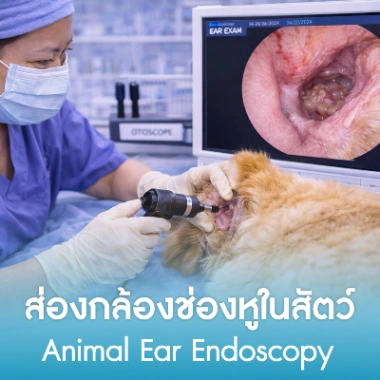 ส่องกล้องช่องหูในสัตว์
