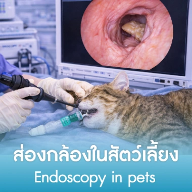 ส่องกล้องในสัตว์เลี้ยง