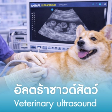 อัลตร้าซาวด์สัตว์