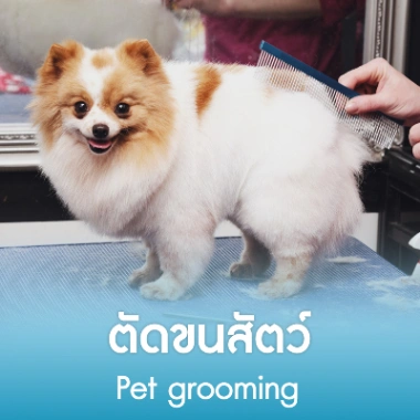 ตัดขนสัตว์