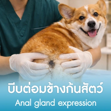 บีบต่อมข้างก้นสัตว์
